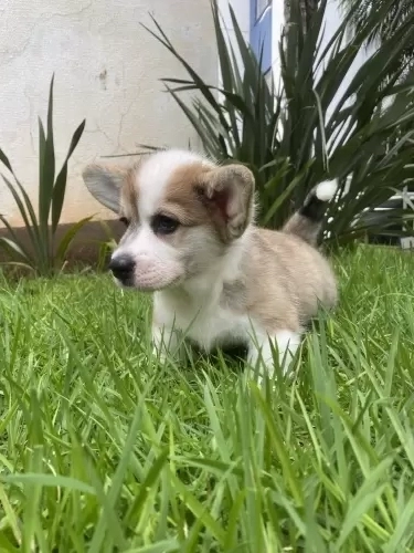 Ninhada Dóri X Oliver