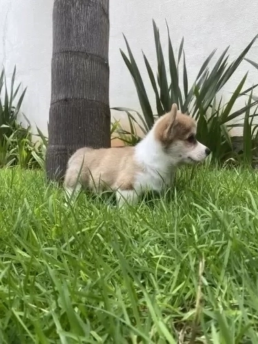 Ninhada Dóri X Oliver